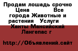 Продам лошадь срочно › Цена ­ 30 000 - Все города Животные и растения » Услуги   . Ханты-Мансийский,Лангепас г.